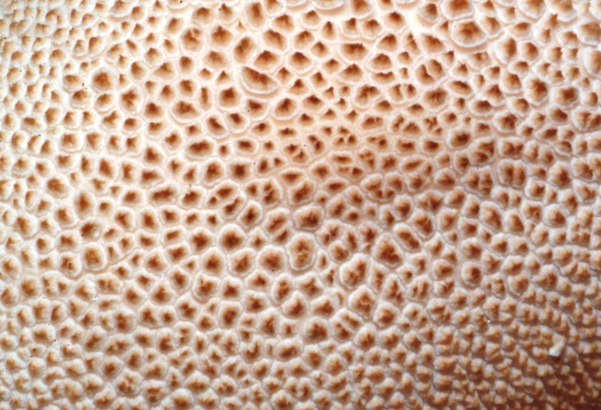 Lycoperdon da determinare